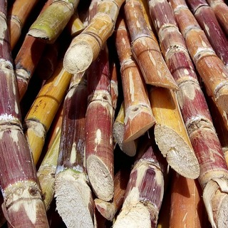 2301-cut-sugarcane