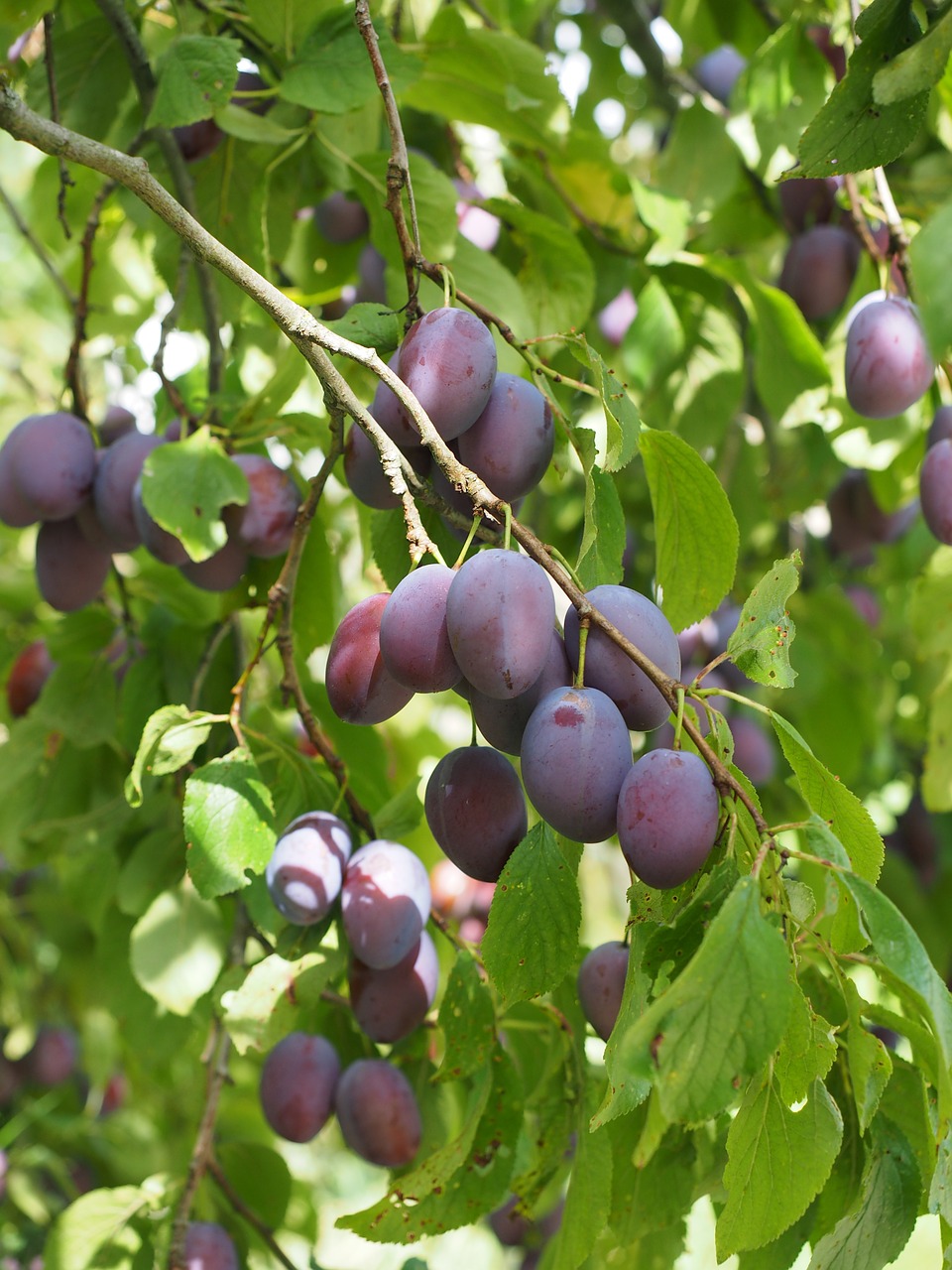 plums-693535_1280