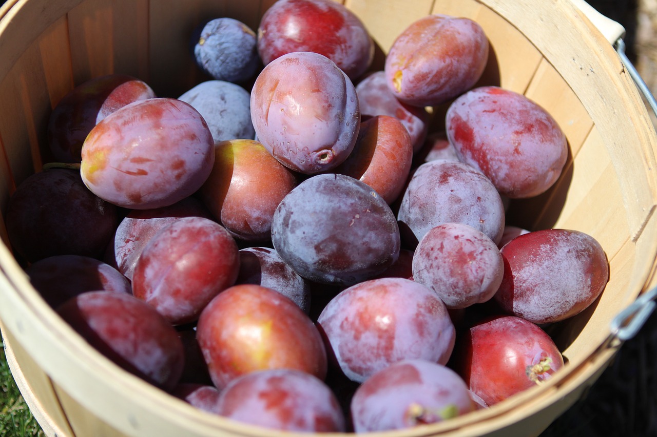 plums-933881_1280