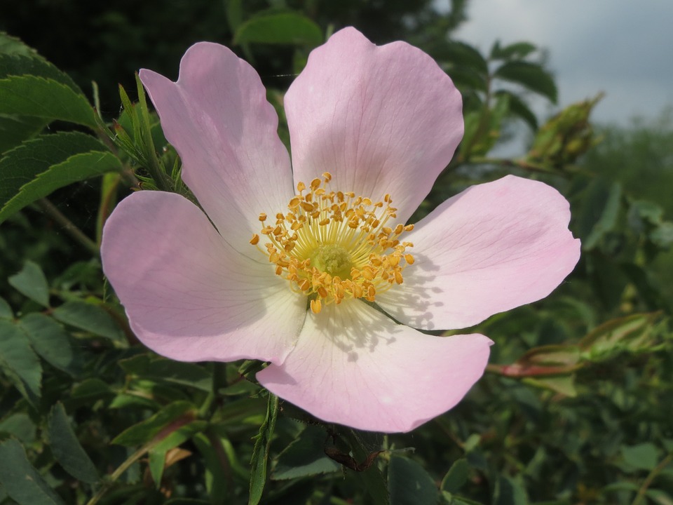 rosa-canina