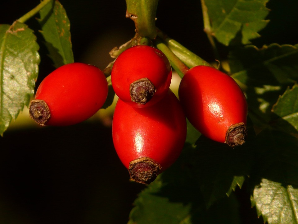 rose-hip